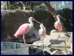 L'Oceanogràfic Oceanarium 097